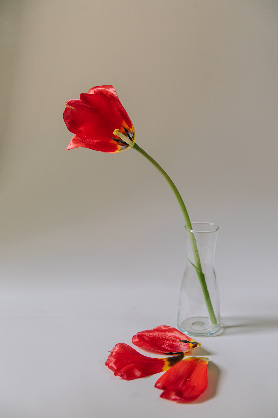 Red Tulip in Vase